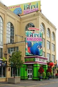 Bird Kingdom