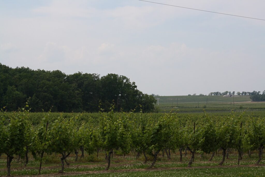 Rows of grapevines running toward vineyard-covered slopes near Campden