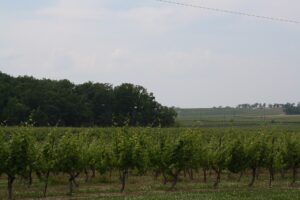 Rows of grapevines in the foreground giving way to vineyard-covered slopes rising toward the wooded Niagara Escarpment, in the wine and orchard country of the Town of Lincoln, Ontario, where the hamlet of Campden lies.