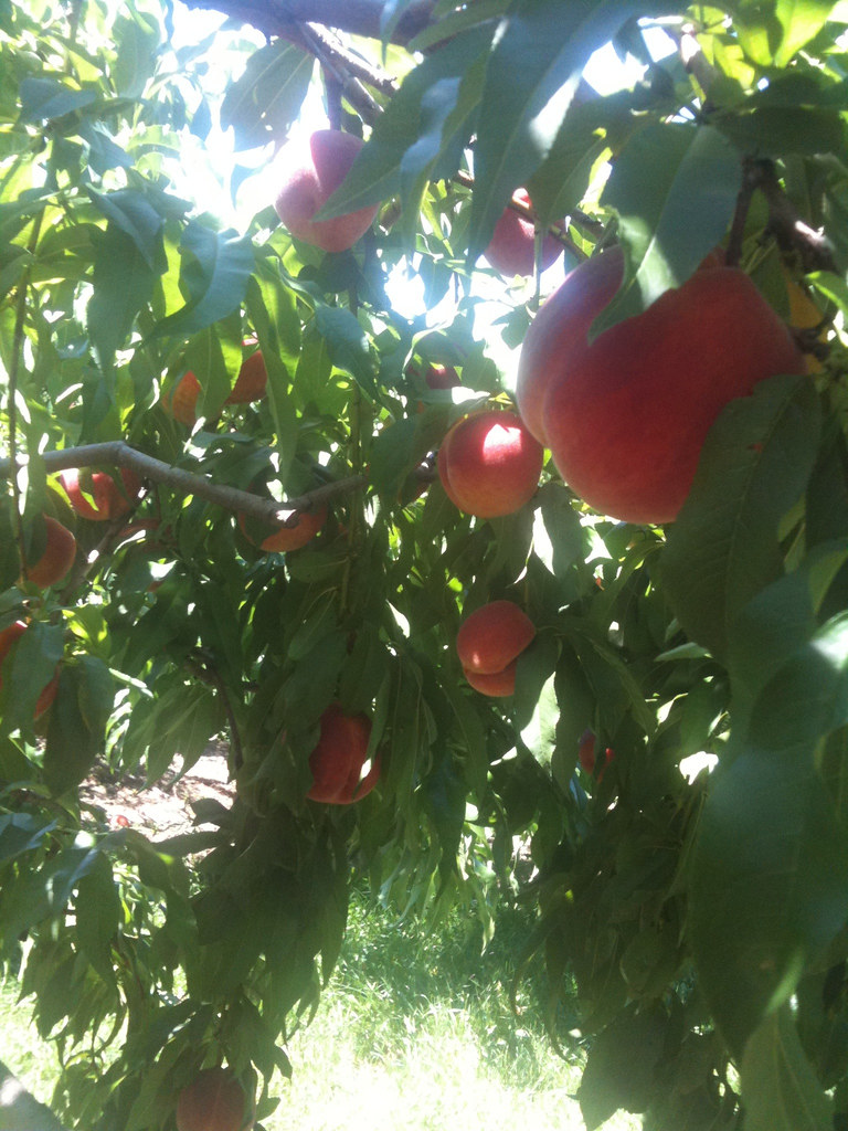 Cherry Avenue Farms