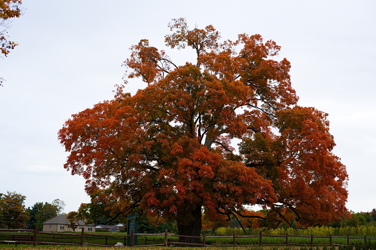 Comfort Maple Conservation Area