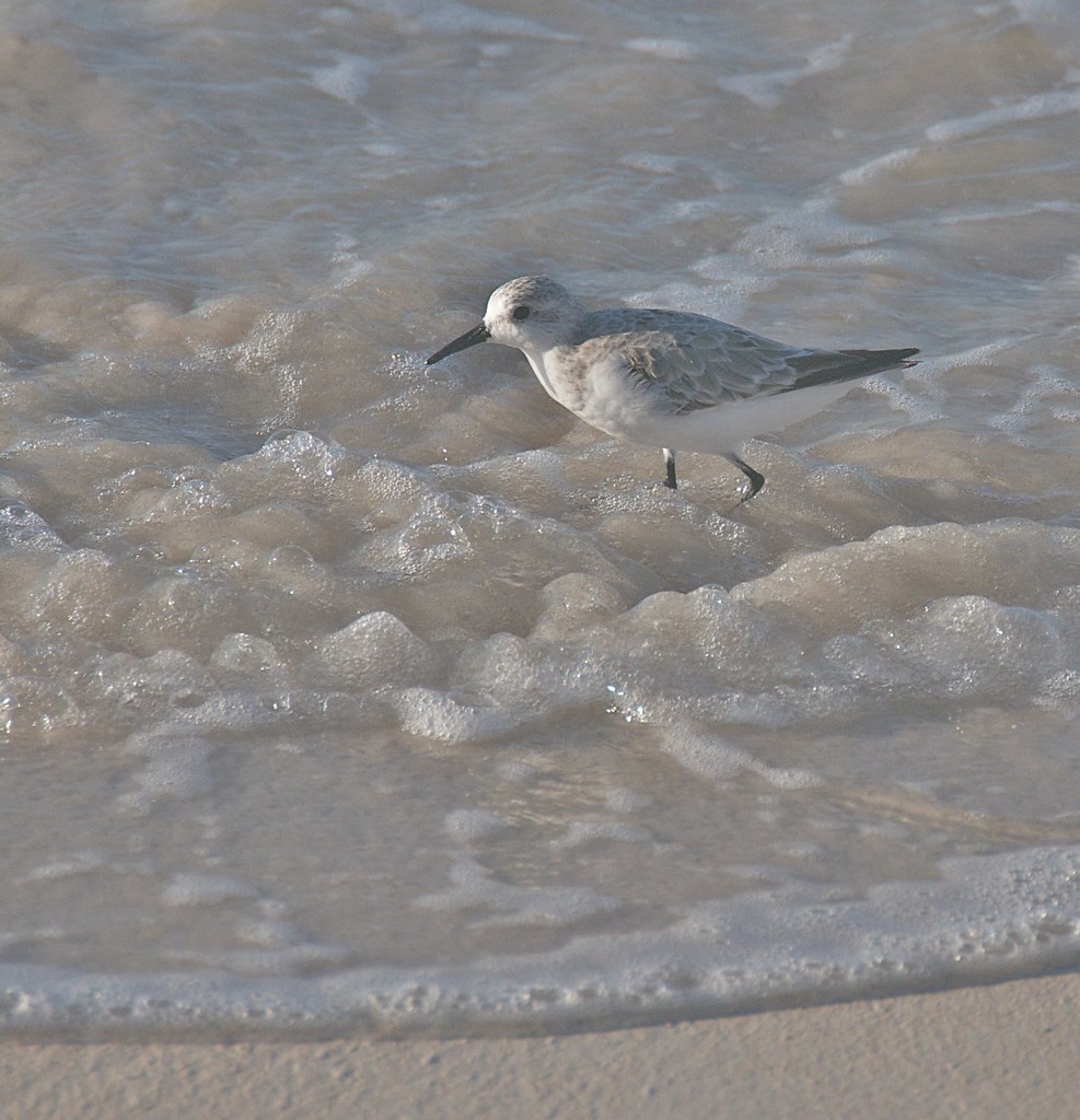 Long Beach Conservation Area