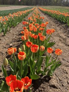 Rows of colourful tulips growing at a farm in the rural Town of Pelham, in the Niagara region of Ontario, Canada.