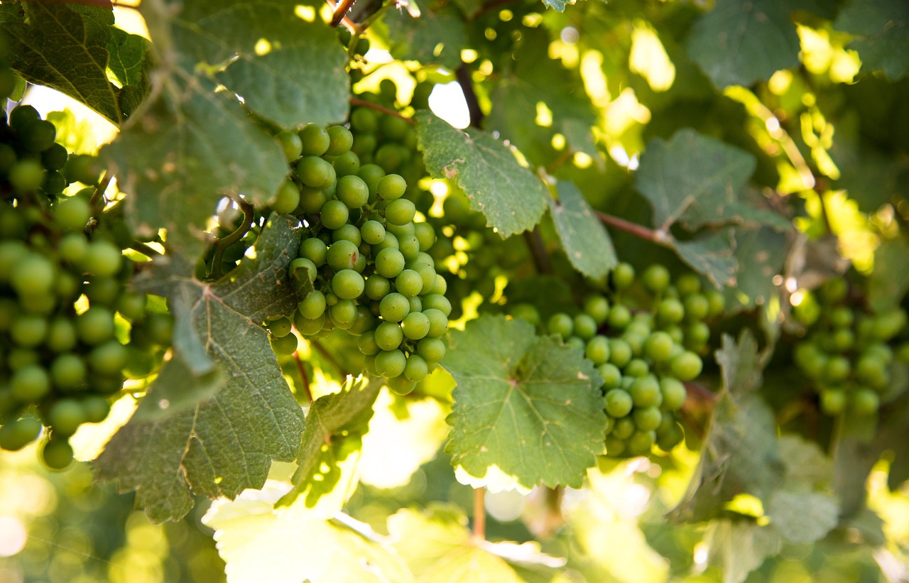 Two Sisters Vineyards