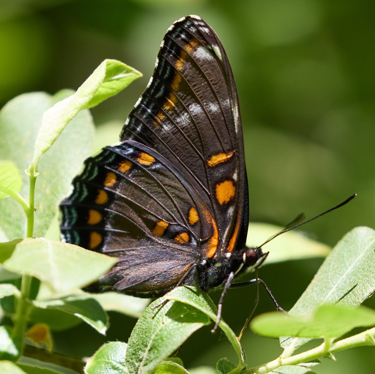 Wainfleet Bog Conservation Area