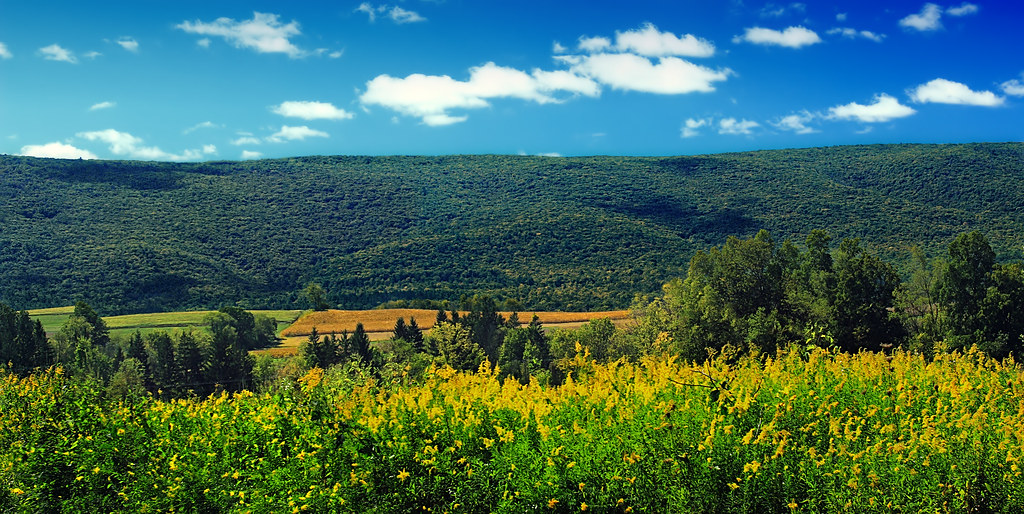 White Meadows Farms